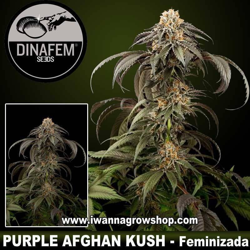 Purple Afghan Kush