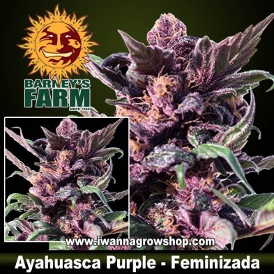Ayahuasca Purple