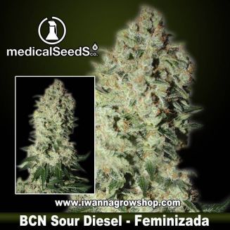 BCN Sour Diesel