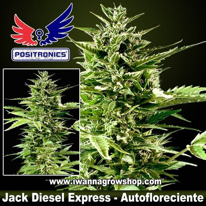 Jack Diesel Express