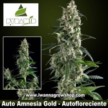 Auto Amnesia Gold