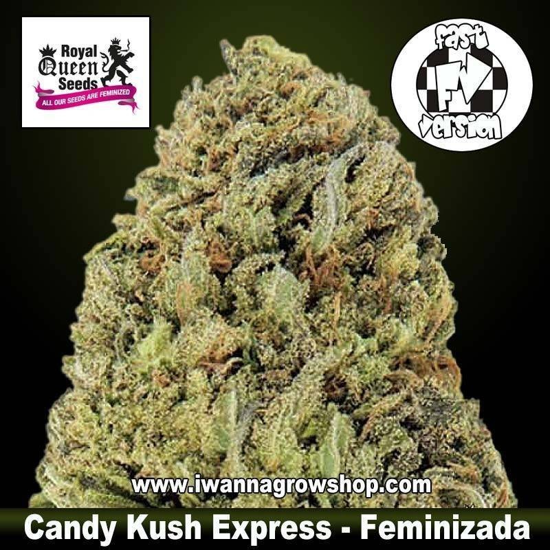 Candy Kush Express (Fast Version) 