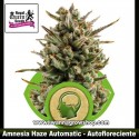 Amnesia Haze Automatic