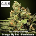 Orange Big Bud