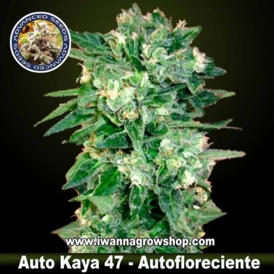 Auto Kaya 47 