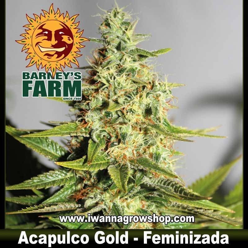 ACAPULCO GOLD 
