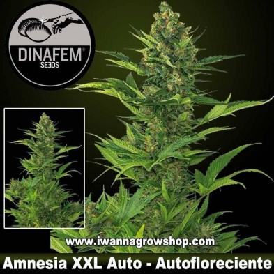 Amnesia XXL Auto 
