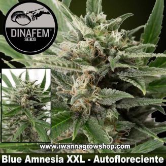 Blue Amnesia XXL