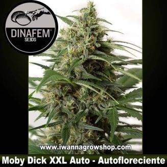 Moby Dick XXL Auto 