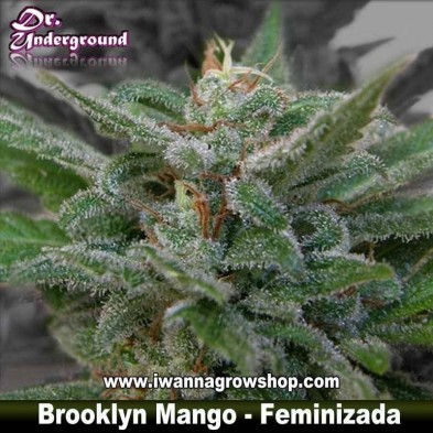 Brooklyn Mango