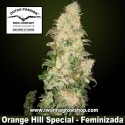 Orange Hill Special