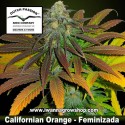 Californian Orange 