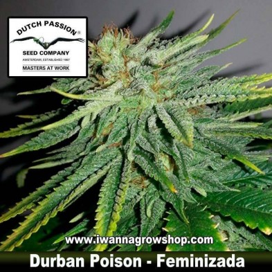 Durban Poison 