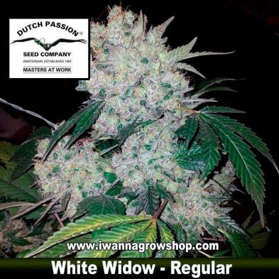 White Widow – Regular 