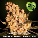 Jamaican Dream 