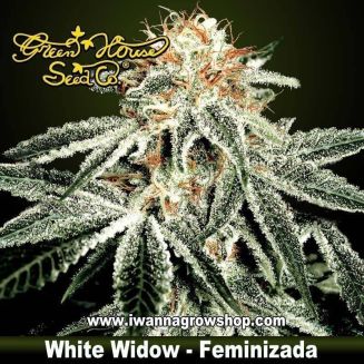 White Widow 