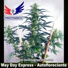 May Day Express