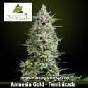 Amnesia Gold
