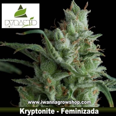 Kryptonite – Pyramid Seeds