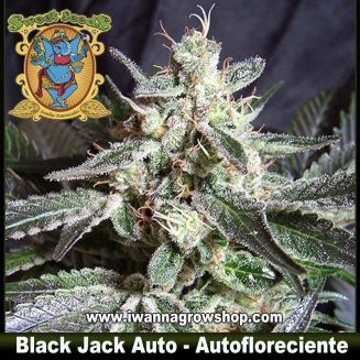 Black Jack Auto 