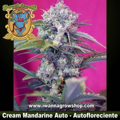 Cream Mandarine Auto