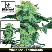 White Ice – Feminizada