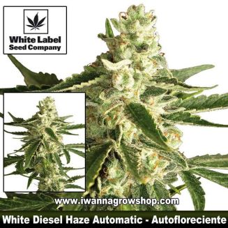 White Diesel Haze Automatic