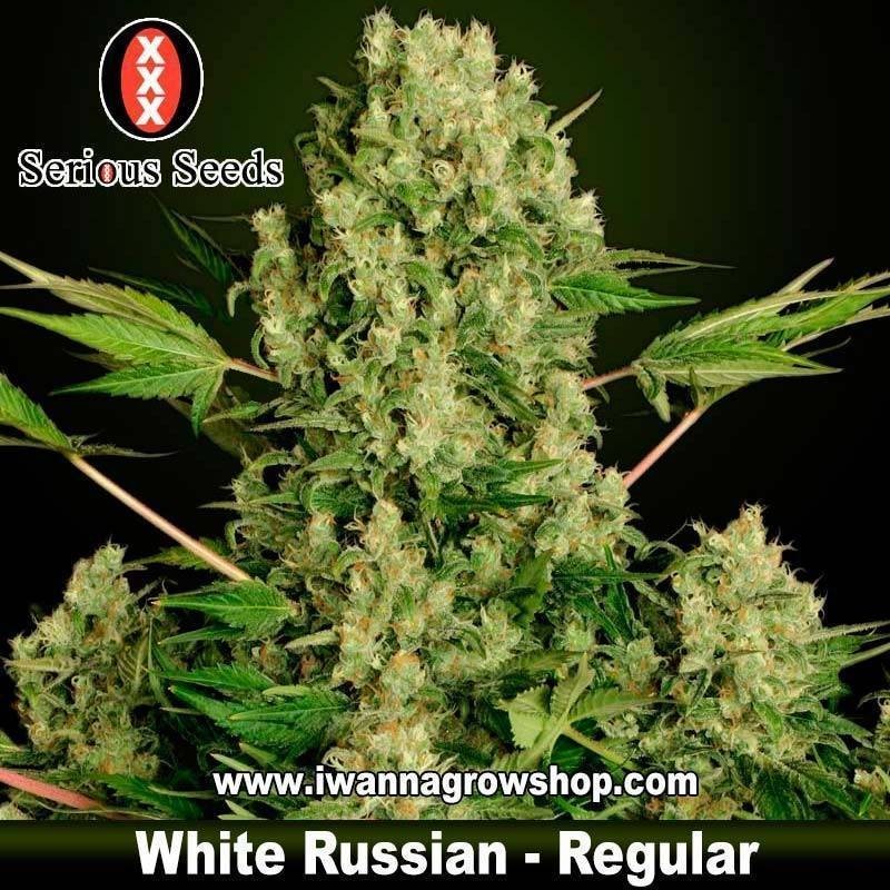 White Russian Regular 