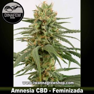 Amnesia CBD