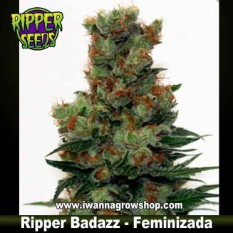 Ripper Badazz 