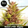 Malawi  x PCK  –  Regular