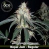 Nepal Jam  –  Regular