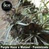 Purple Haze x Malawi 