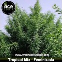 Tropical Mix 