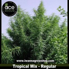 Tropical Mix – Regulares 