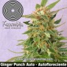 Ginger Punch Auto