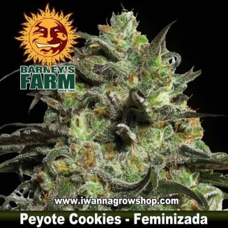 Peyote Cookies 