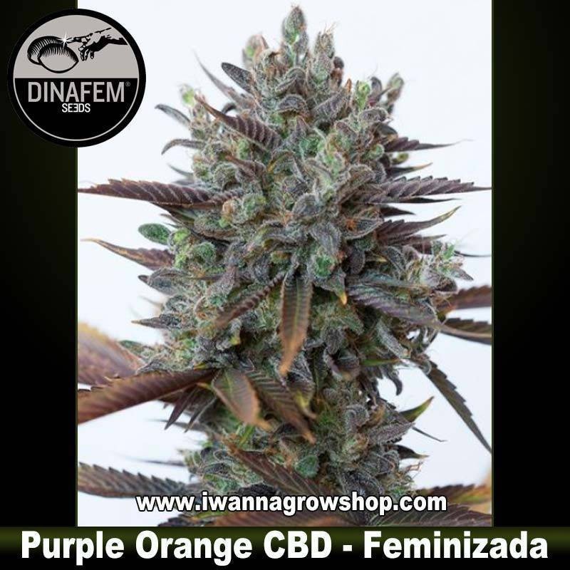 Purple Orange CBD