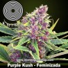 Purple Kush 