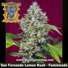 San Fernando Lemon Kush