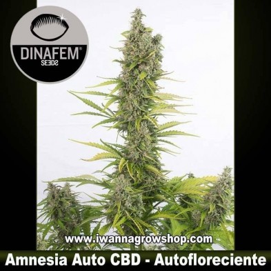 Amnesia Auto CBD 