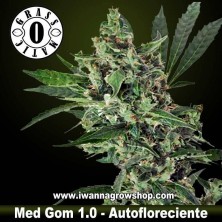 Med Gom 1.0 – Autofloreciente – Grass O Matic