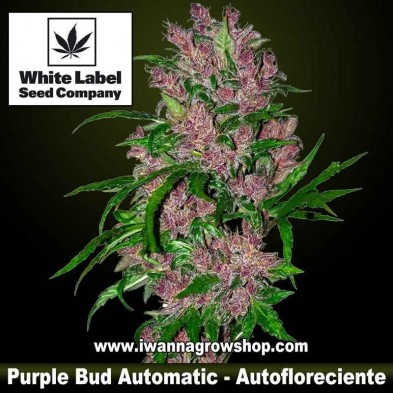 Purple Bud Automatic 