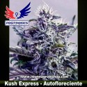 Kush Express 