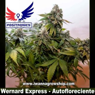 Wernard Express 