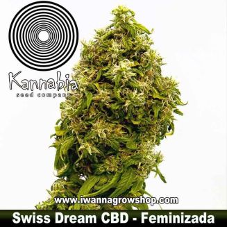 Swiss Dream CBD 