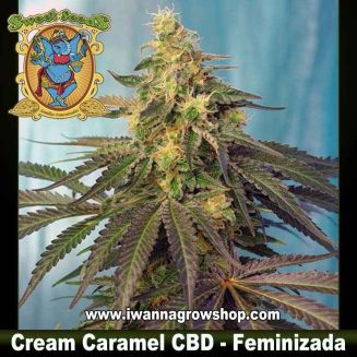 Cream Caramel CBD 