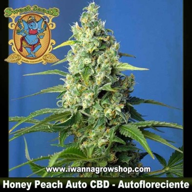 Honey Peach Auto CBD 