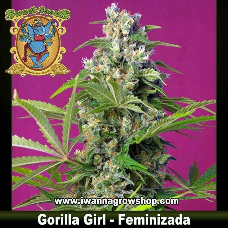 Gorilla Girl 
