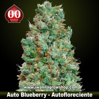 Auto Blueberry 
